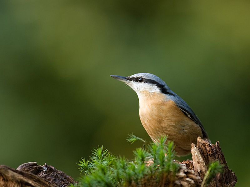 Sitta europaea European Nuthatch Boomklever